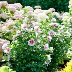 Paraplu Pink Ink® Hibiscus - Rose Of Sharon - Proven Winners - 4" Pot 9 Paraplu Pink Ink® Hibiscus - Rose Of Sharon - Proven Winners - 4" Pot -Plant Sale Shop paraplu pink ink rose of sharon hibiscus 2 1080 1080 60 24664.1615344721