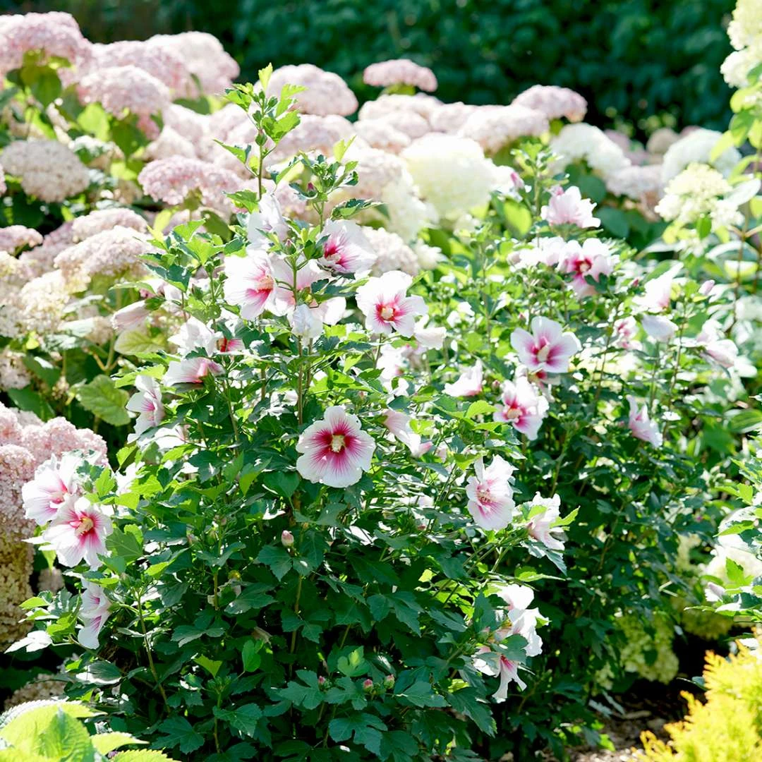 Paraplu Pink Ink® Hibiscus - Rose Of Sharon - Proven Winners - 4" Pot 4 Paraplu Pink Ink® Hibiscus - Rose Of Sharon - Proven Winners - 4" Pot - Image 4