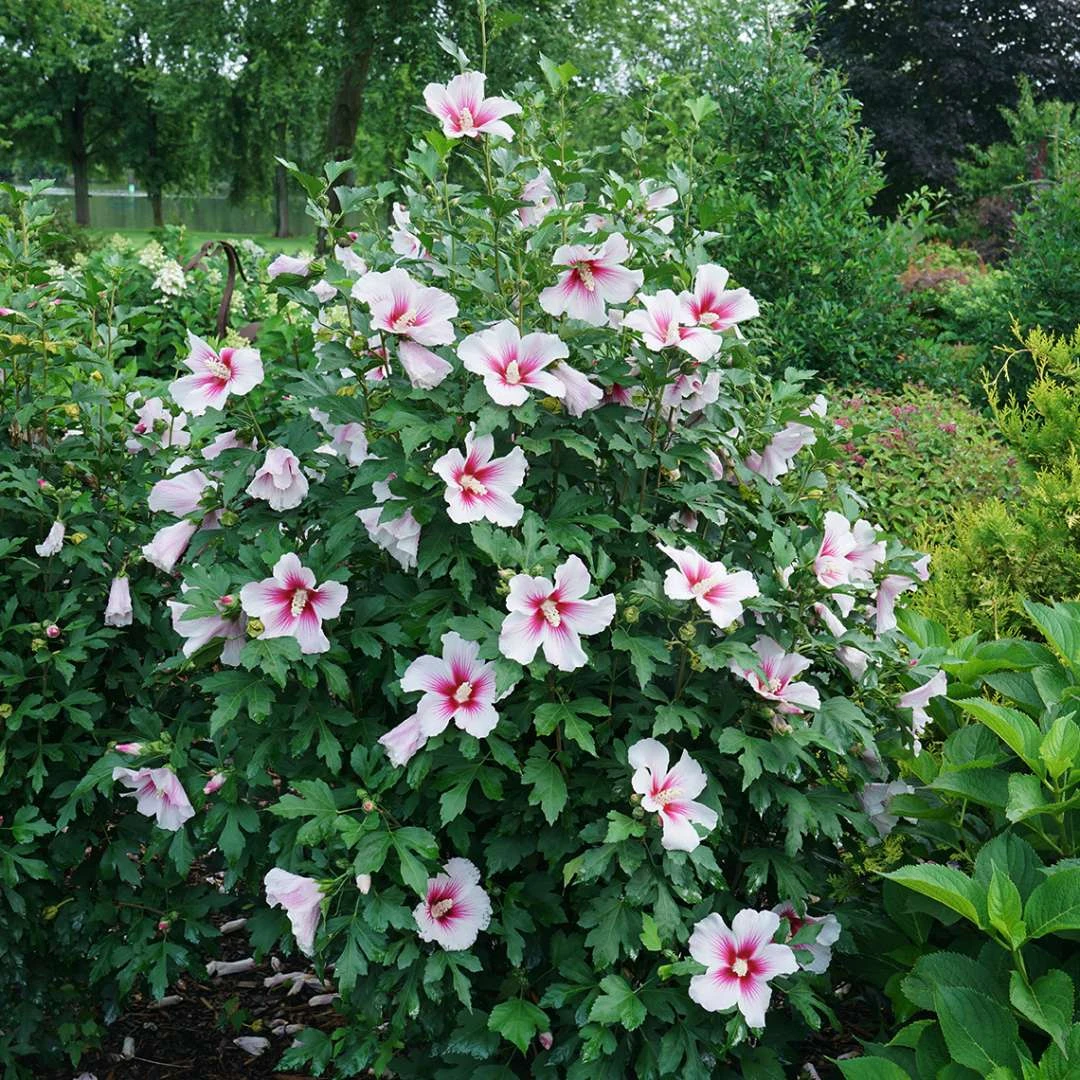 Paraplu Pink Ink® Hibiscus - Rose Of Sharon - Proven Winners - 4" Pot 2 Paraplu Pink Ink® Hibiscus - Rose Of Sharon - Proven Winners - 4" Pot - Image 2