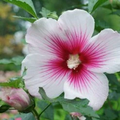 Paraplu Pink Ink® Hibiscus - Rose Of Sharon - Proven Winners - 4" Pot 8 Paraplu Pink Ink® Hibiscus - Rose Of Sharon - Proven Winners - 4" Pot -Plant Sale Shop paraplu pink ink rose of sharon hibiscus 6 1080 1080 60 73596.1615344721