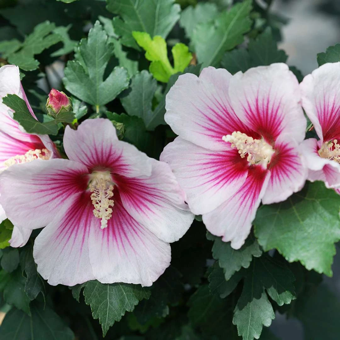Paraplu Pink Ink® Hibiscus - Rose Of Sharon - Proven Winners - 4" Pot 1 Paraplu Pink Ink® Hibiscus - Rose Of Sharon - Proven Winners - 4" Pot