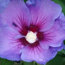 Paraplu® Violet - Rose Of Sharon - Hibiscus - 4" Pot - Proven Winners -Plant Sale Shop paraplu violet rose of sharon hibiscus 2 1080 1080 60 82021.1615344726