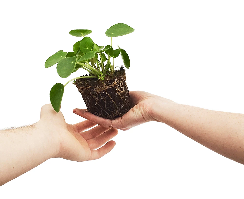 Chinese Money Plant - 4" Mini Hanging Basket - Pilea Peperomioides 2 Chinese Money Plant - 4" Mini Hanging Basket - Pilea Peperomioides - Image 2
