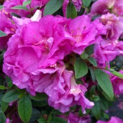 Perfecto Mundo™ Double Purple Azalea Rhododendron - 4" Pot - Proven Winners -Plant Sale Shop perfecto mundo purple azalea rhododendron 1 1 1080 1080 60 42245.1621004700