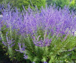 Crazy Blue Russian Sage Plant - Perovskia - Quart Pot