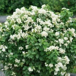Illuminati Sparks™ Mock Orange - Philadelphus - Proven Winners - 4" Pot -Plant Sale Shop philadelphus illuminati sparks 6 1080 1080 60 47082.1642397726