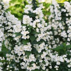 Plant Sale Shop 22 ILLUMINATI TOWER® Mockorange - Philadelphus - Low Grower - 4" Pot