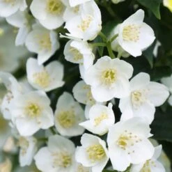ILLUMINATI TOWER® Mockorange - Philadelphus - Low Grower - 4" Pot -Plant Sale Shop philadelphus illuminati tiny tower 3 1080 1080 60 29740.1615344705