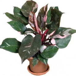 Rare Pink Princess Philodendron - 6" Pot - Easy To Grow House Plant 5 Rare Pink Princess Philodendron - 6" Pot - Easy To Grow House Plant -Plant Sale Shop philodendronpinkprin1 74242.1608398358