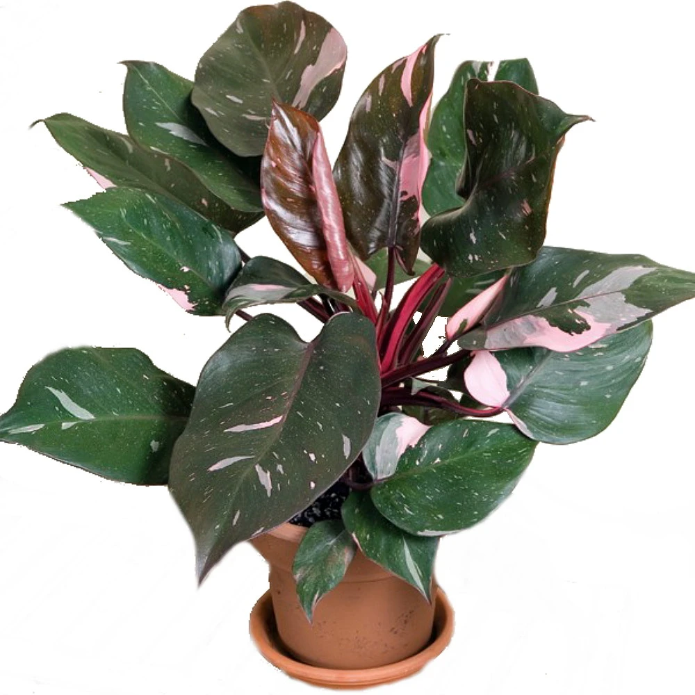 Rare Pink Princess Philodendron - 6" Pot - Easy To Grow House Plant 3 Rare Pink Princess Philodendron - 6" Pot - Easy To Grow House Plant - Image 3