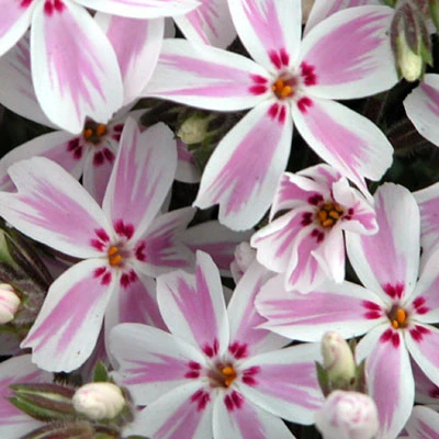 Candy Stripe Creeping Phlox Perennial - Gallon Pot 1 Candy Stripe Creeping Phlox Perennial - Gallon Pot