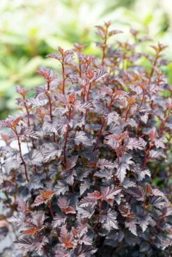 Summer Wine® Black Ninebark Shrub - NEW - Showy Flower - Hardy - Proven Winners -Plant Sale Shop physocarpussummerwineblack2 89833.1615344655