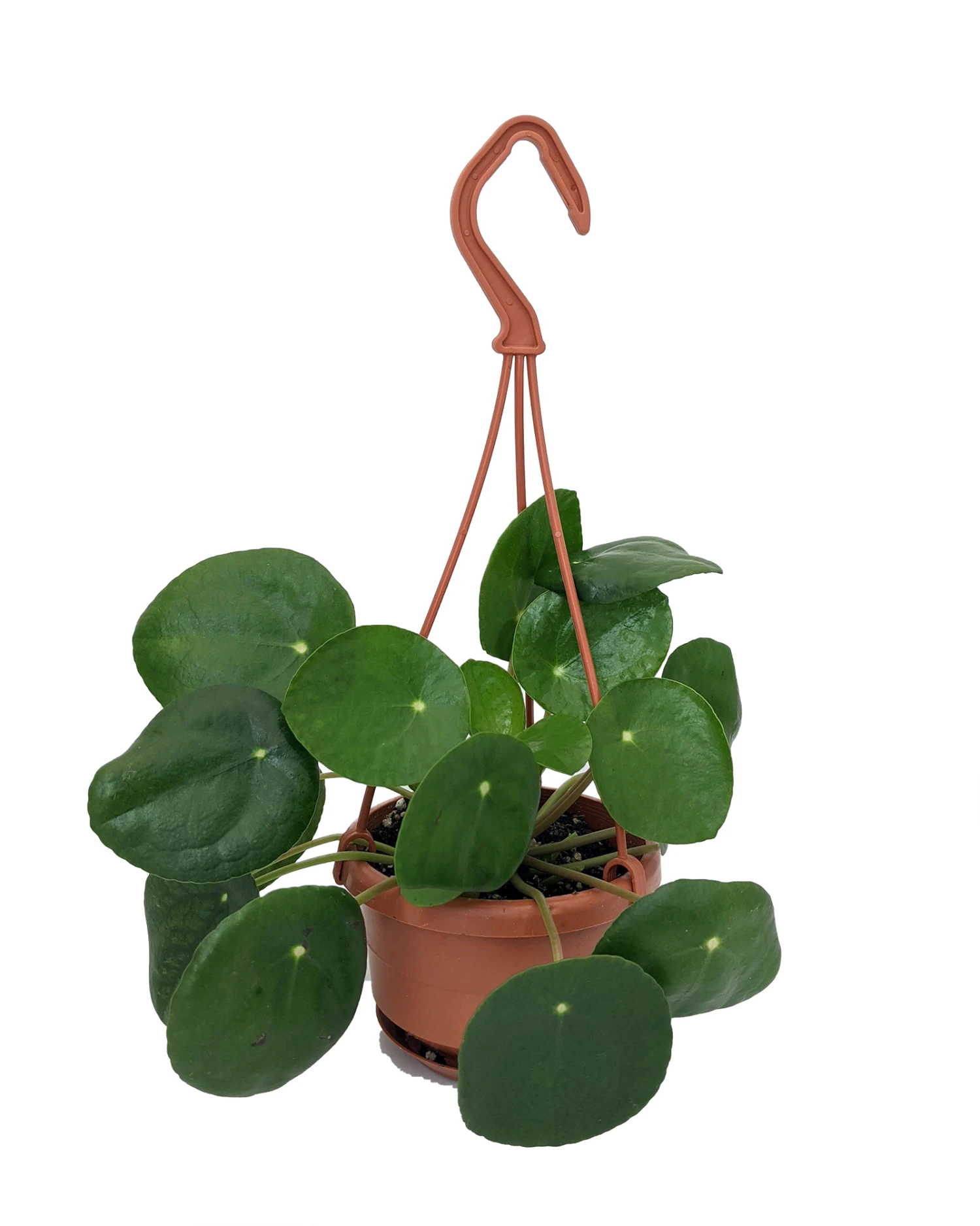 Chinese Money Plant - 4" Mini Hanging Basket - Pilea Peperomioides 1 Chinese Money Plant - 4" Mini Hanging Basket - Pilea Peperomioides