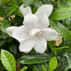 Pillow Talk® Gardenia Jasminoides - Proven Winners - 4" Pot -Plant Sale Shop pillwtalkgardeniapw 21604.1690932462