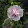 Pink CHIFFON® Hibiscus Syriacus - Rose Of Sharon - Proven Winner - 4" Pot