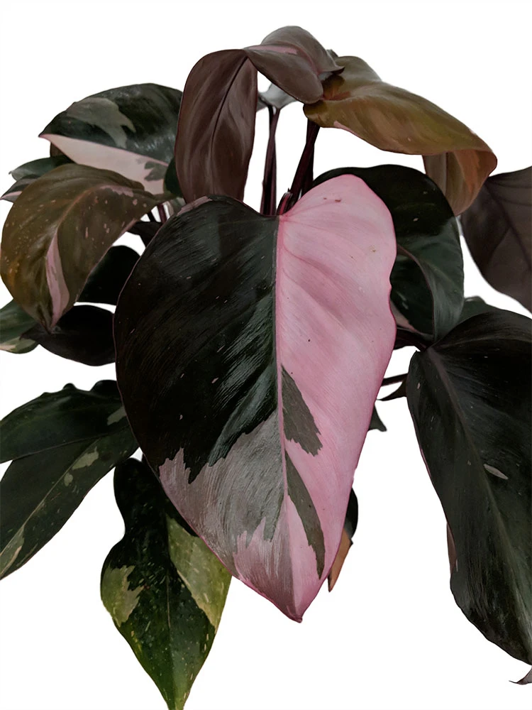 Rare Pink Princess Philodendron - 6" Pot - Easy To Grow House Plant 1 Rare Pink Princess Philodendron - 6" Pot - Easy To Grow House Plant
