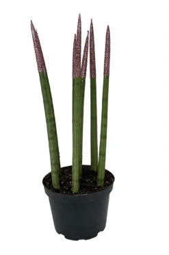 Plant Sale Shop -Plant Sale Shop pinksnaketips 62960.1690831073