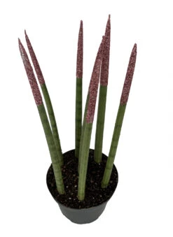 Plant Sale Shop 40 Make-Upz Glitter Pink Bamboo Shoots Snake Plant - Sansevieria - 6" Pot