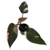 Rare Pink Princess Philodendron - 4" Pot - Collector's Series