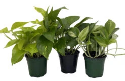 Plant Sale Shop 42 Pothos Plant Assortment - 3 Pack In 4" Pots