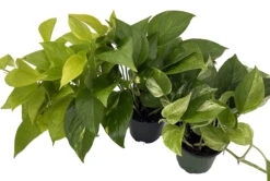 Plant Sale Shop -Plant Sale Shop pothoscollection 83780.1697478567