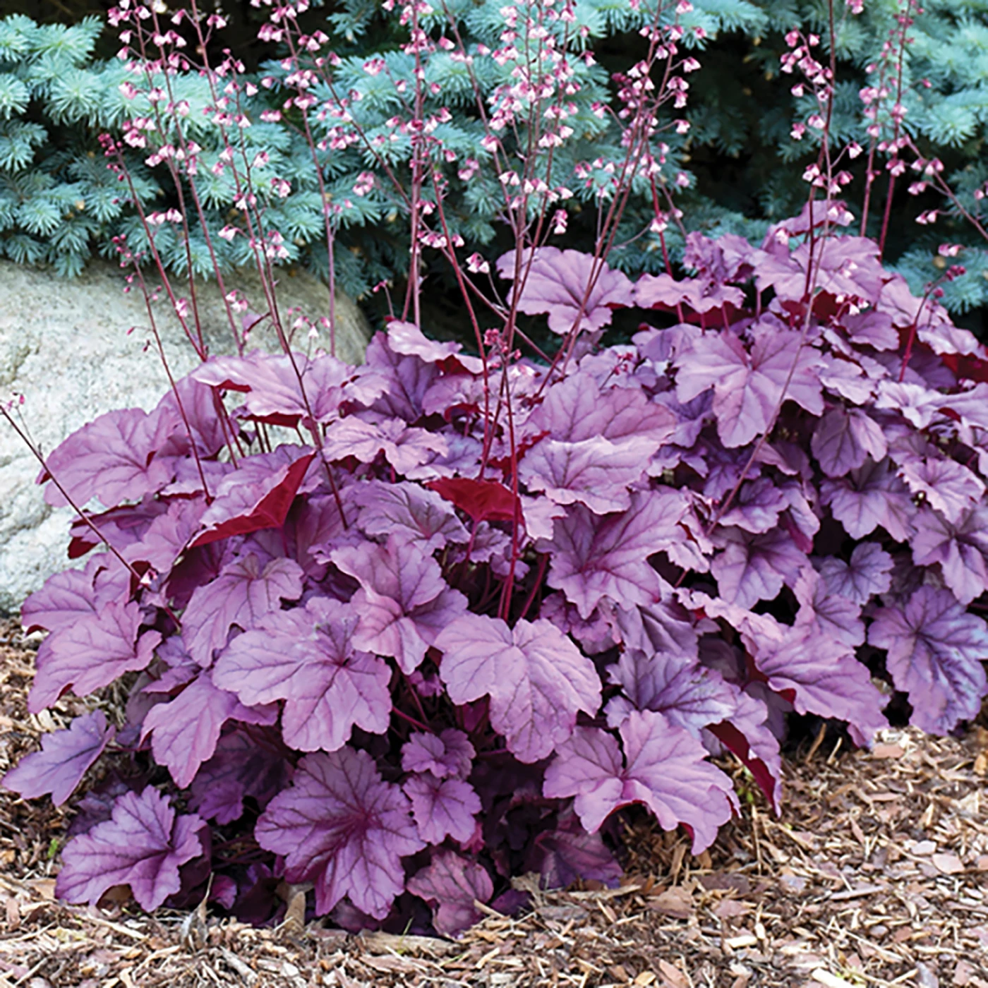 Coral Bells Pink Panther - Heuchera - Shade Perennial - Gallon Pot 1 Coral Bells Pink Panther - Heuchera - Shade Perennial - Gallon Pot