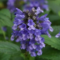 Prelude™ Purple Catmint Perennial - Nepeta Subsessilis - Quart Pot