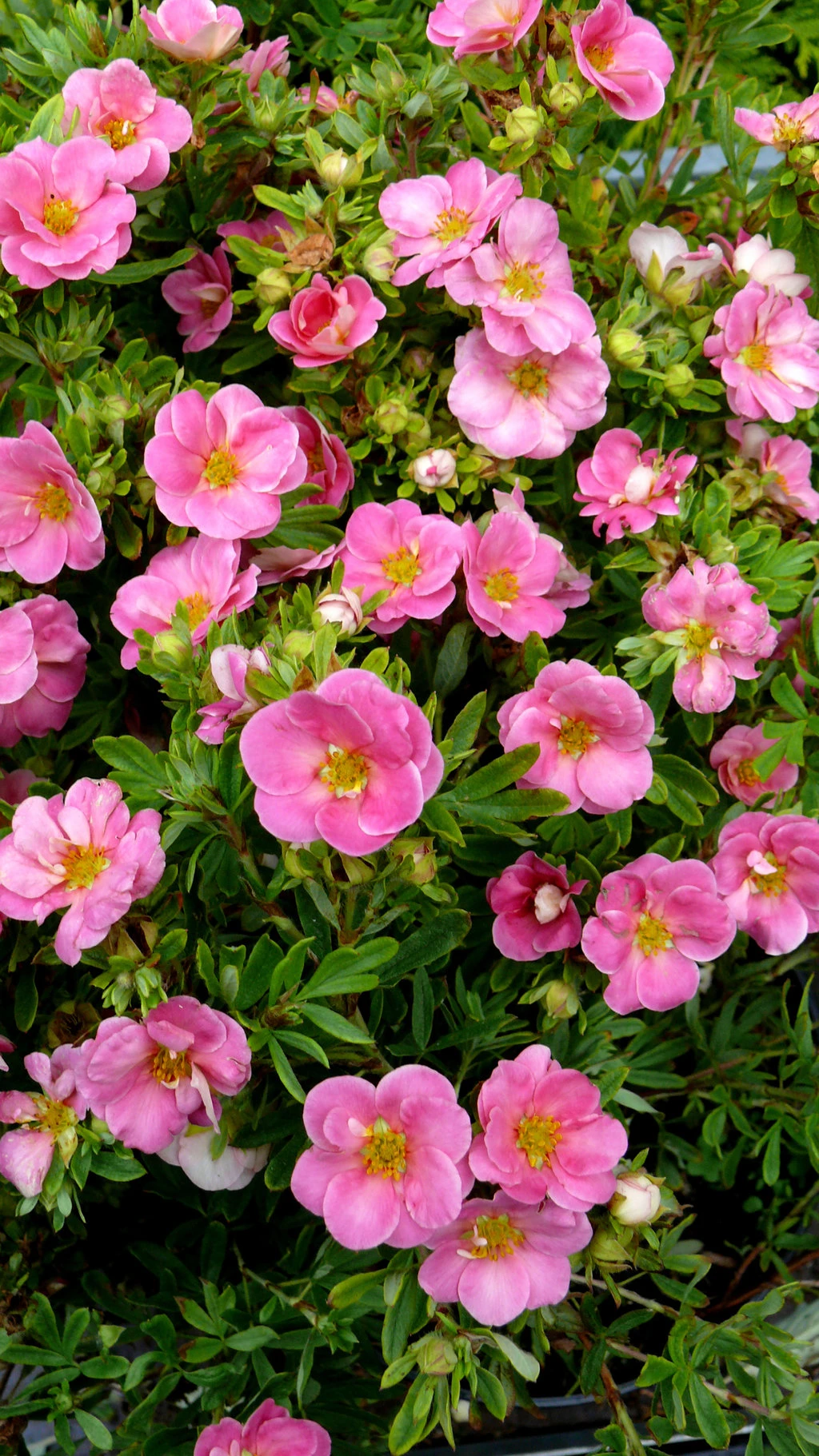Pink Paradise Happy Face ® Bush Cinquefoil - Potentilla-Proven Winners-4" Pot 2 Pink Paradise Happy Face ® Bush Cinquefoil - Potentilla-Proven Winners-4" Pot - Image 2