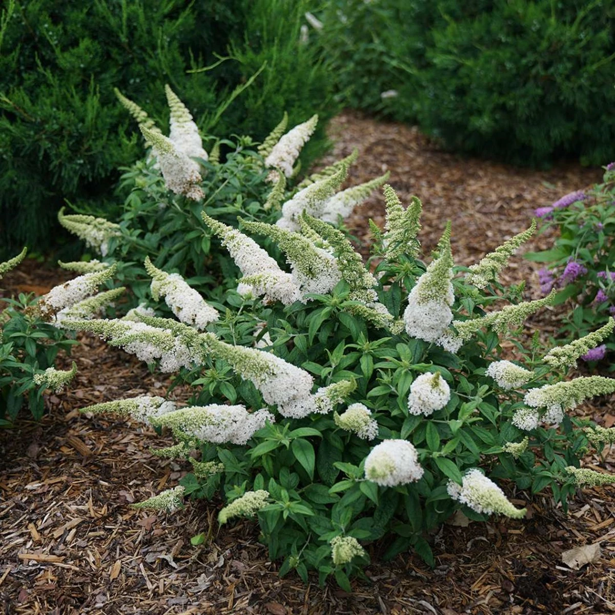 Pugster White®Butterfly Bush - 4" Pot - Buddleia - Proven Winners 1 Pugster White®Butterfly Bush - 4" Pot - Buddleia - Proven Winners