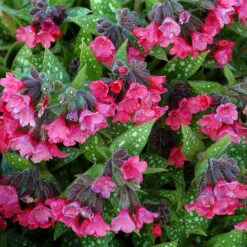Shrimps On The Barbie Lungwort Perennial - Pulmonaria - Gallon Pot