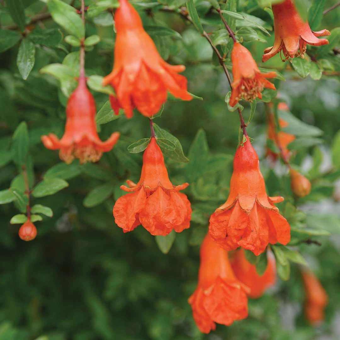 Peppy Le Pom™ - Pomegranate - Punica Granatum - 4" Pot 1 Peppy Le Pom™ - Pomegranate - Punica Granatum - 4" Pot