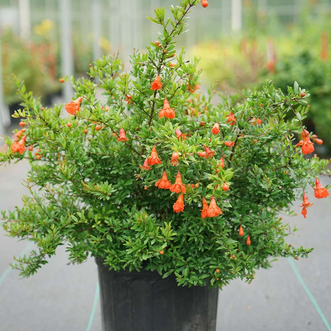 Peppy Le Pom™ - Pomegranate - Punica Granatum - 4" Pot 2 Peppy Le Pom™ - Pomegranate - Punica Granatum - 4" Pot - Image 2