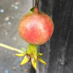 Peppy Le Pom™ - Pomegranate - Punica Granatum - 4" Pot 5 Peppy Le Pom™ - Pomegranate - Punica Granatum - 4" Pot -Plant Sale Shop punica peppy le pom 3 1080 1080 60 23240.1615344712