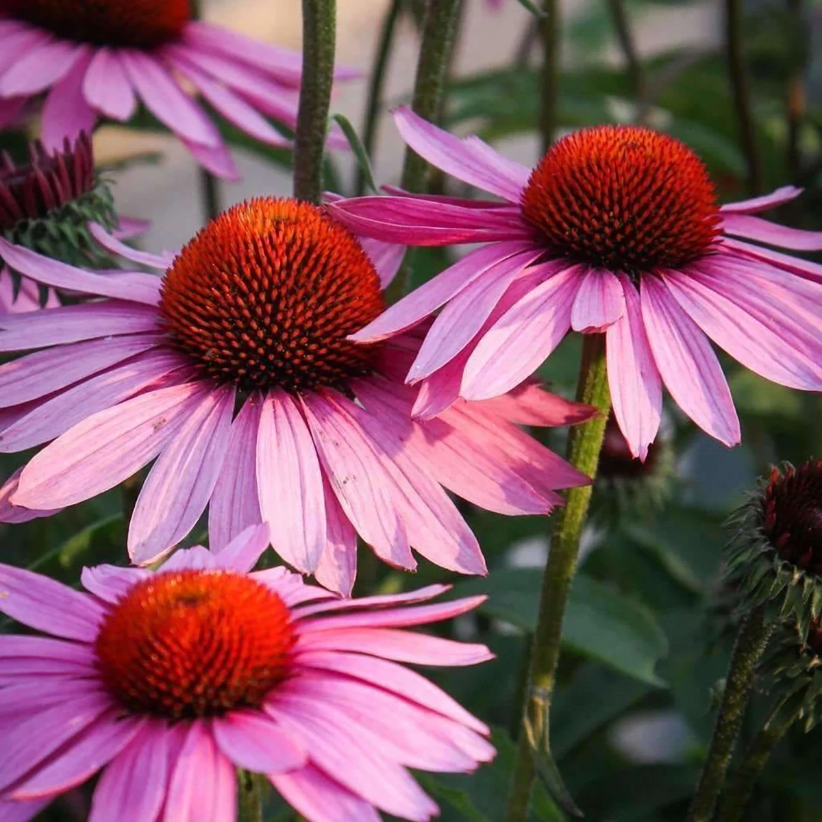 Purple Coneflower - Echinacea Purpurea - Gallon Pot 1 Purple Coneflower - Echinacea Purpurea - Gallon Pot