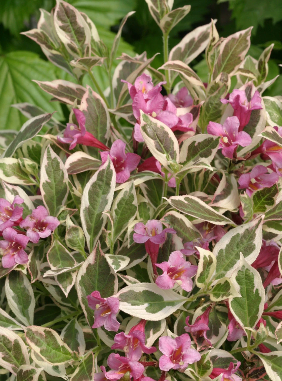 My Monet Purple Effect® Weigela - Proven Winners - 4" Pot 1 My Monet Purple Effect® Weigela - Proven Winners - 4" Pot