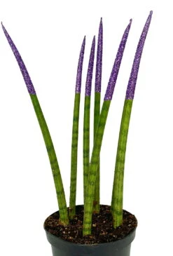 Make-Upz Glitter Purple Bamboo Shoots Snake Plant - Sansevieria - 6" Pot 5 Make-Upz Glitter Purple Bamboo Shoots Snake Plant - Sansevieria - 6" Pot -Plant Sale Shop purpletips 40776.1690831071