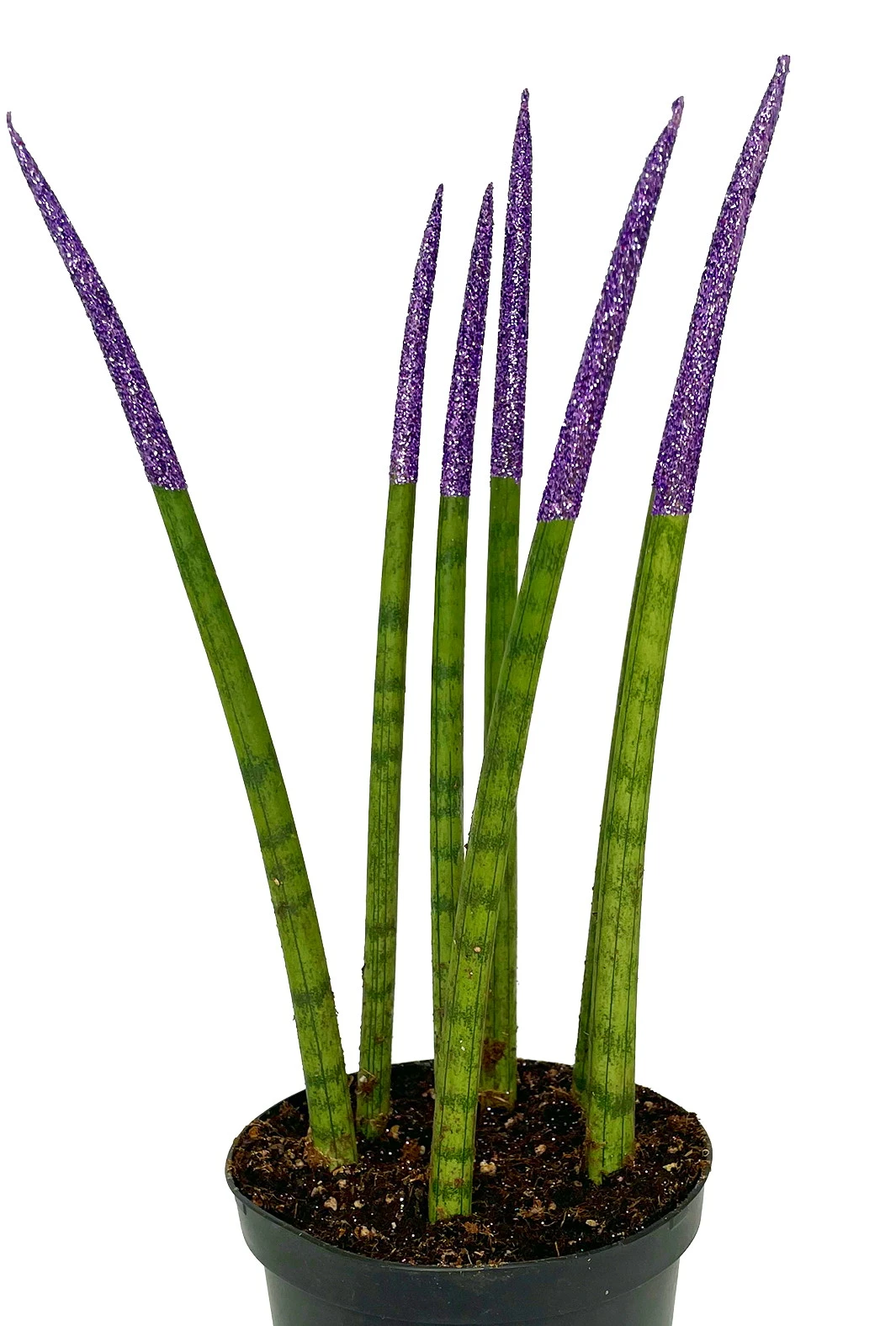 Make-Upz Glitter Purple Bamboo Shoots Snake Plant - Sansevieria - 6" Pot 3 Make-Upz Glitter Purple Bamboo Shoots Snake Plant - Sansevieria - 6" Pot - Image 3