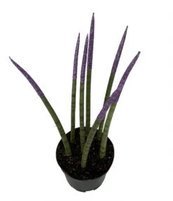 Make-Upz Glitter Purple Bamboo Shoots Snake Plant - Sansevieria - 6" Pot