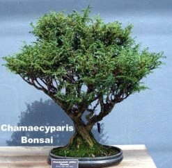 Soft Serve® False Cypress - Chamaecyparis - 4" Pot - Proven Winners -Plant Sale Shop pw 70746.1615344478