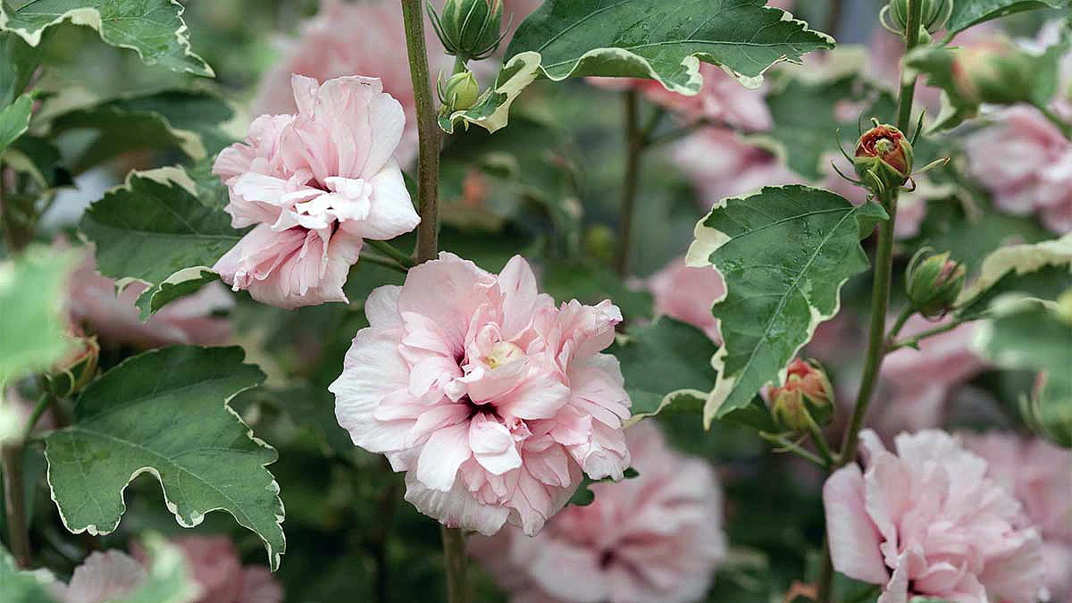 Sugar Tip® Hibiscus Rose Of Sharon - Creamy/White Tips - Proven Winners - 4" Pot 1 Sugar Tip® Hibiscus Rose Of Sharon - Creamy/White Tips - Proven Winners - 4" Pot