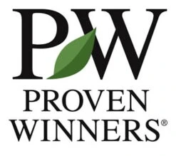 CASTLE KEEP® Blue Holly - Ilex - 4" Pot - Proven Winners 7 CASTLE KEEP® Blue Holly - Ilex - 4" Pot - Proven Winners -Plant Sale Shop pw logo 74417.1615344696