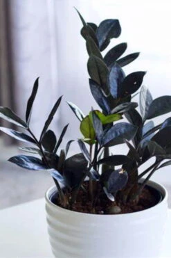 Black Queen ZZ Plant - Zamioculcas - 4" Pot - Collector's -Plant Sale Shop queen1 15939.1686716411