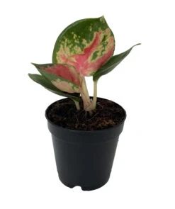 Best Seller -Plant Sale Shop redkingcropped 50298.1696365435