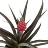 Red Pineapple Plant - Ananas Bracteatus - Great Indoors/Out - 5" Pot
