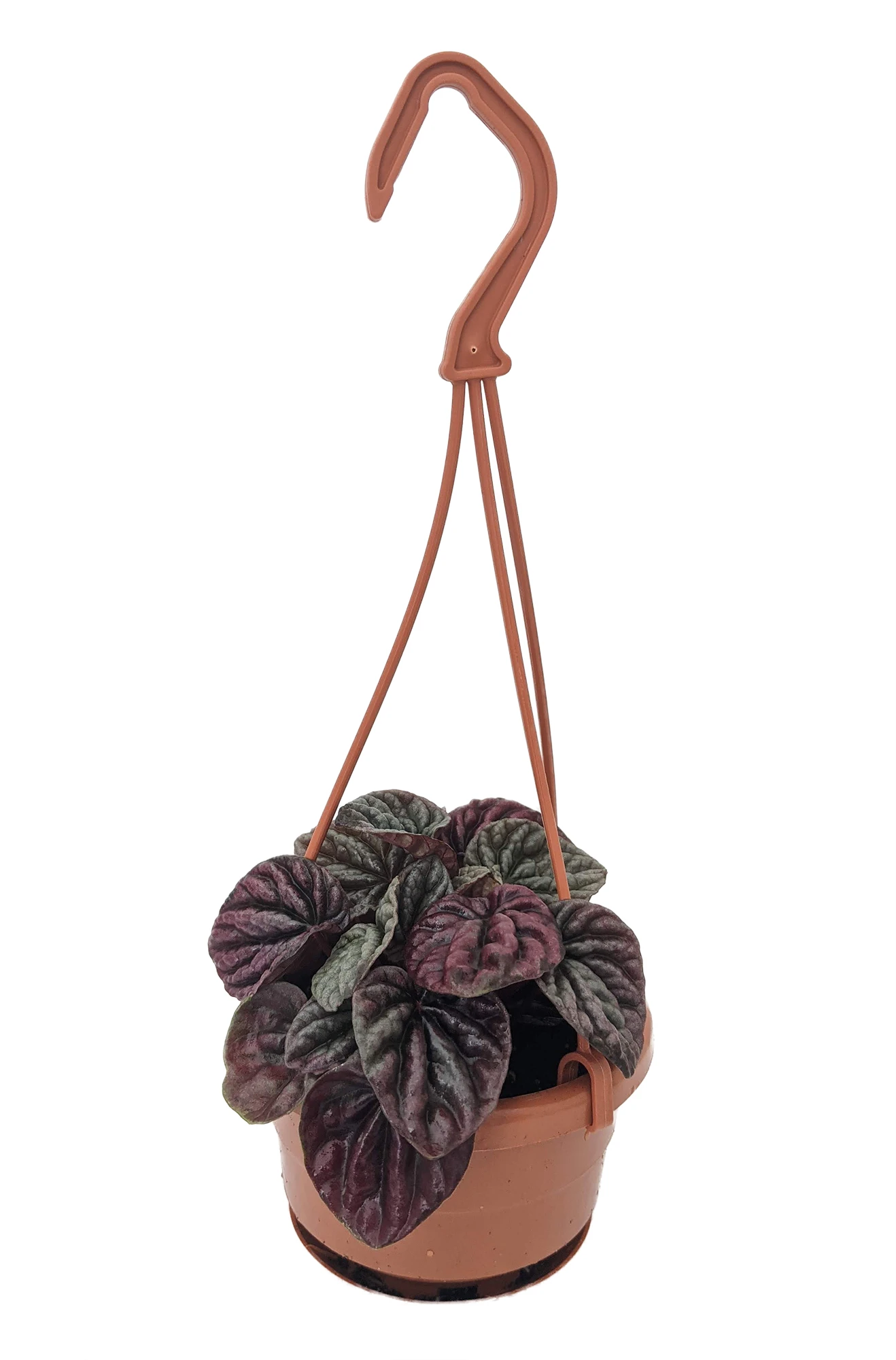 Red Ripple Peperomia - 4" Mini Hanging Basket - Easy House Plant 2 Red Ripple Peperomia - 4" Mini Hanging Basket - Easy House Plant - Image 2