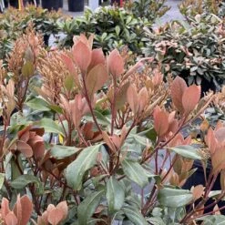 La Vida Grande™ Indian Hawthorn -Rhaphiolepis Indica - Proven Winners - 4" Pot -Plant Sale Shop rhaphiolepis la vida grande 1 1080 1080 60 89119.1675804510