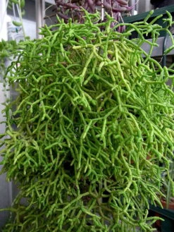 Drunkard's Dream Cactus/Spice Cactus - Rhipsalis - 5 Pack - 2" Pots -Plant Sale Shop rhipsalishr76 66690.1603299491