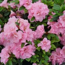 Perfecto Mundo™ Double Pink Azalea Rhododendron - 4" Pot - Proven Winners -Plant Sale Shop rhododendron perfecto mundo double pink 1 1080 1080 60 57566.1615344699