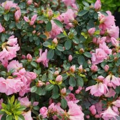 Perfecto Mundo⢠Double Pink Azalea Rhododendron - 4" Pot - Proven Winners