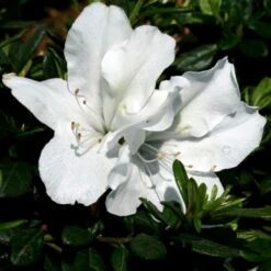 White Bloom-A-Thon® Everblooming Azalea - Everblooming -Proven Winners- 4" Pot -Plant Sale Shop rhododendronbloomathonwhite2 84565.1615344535